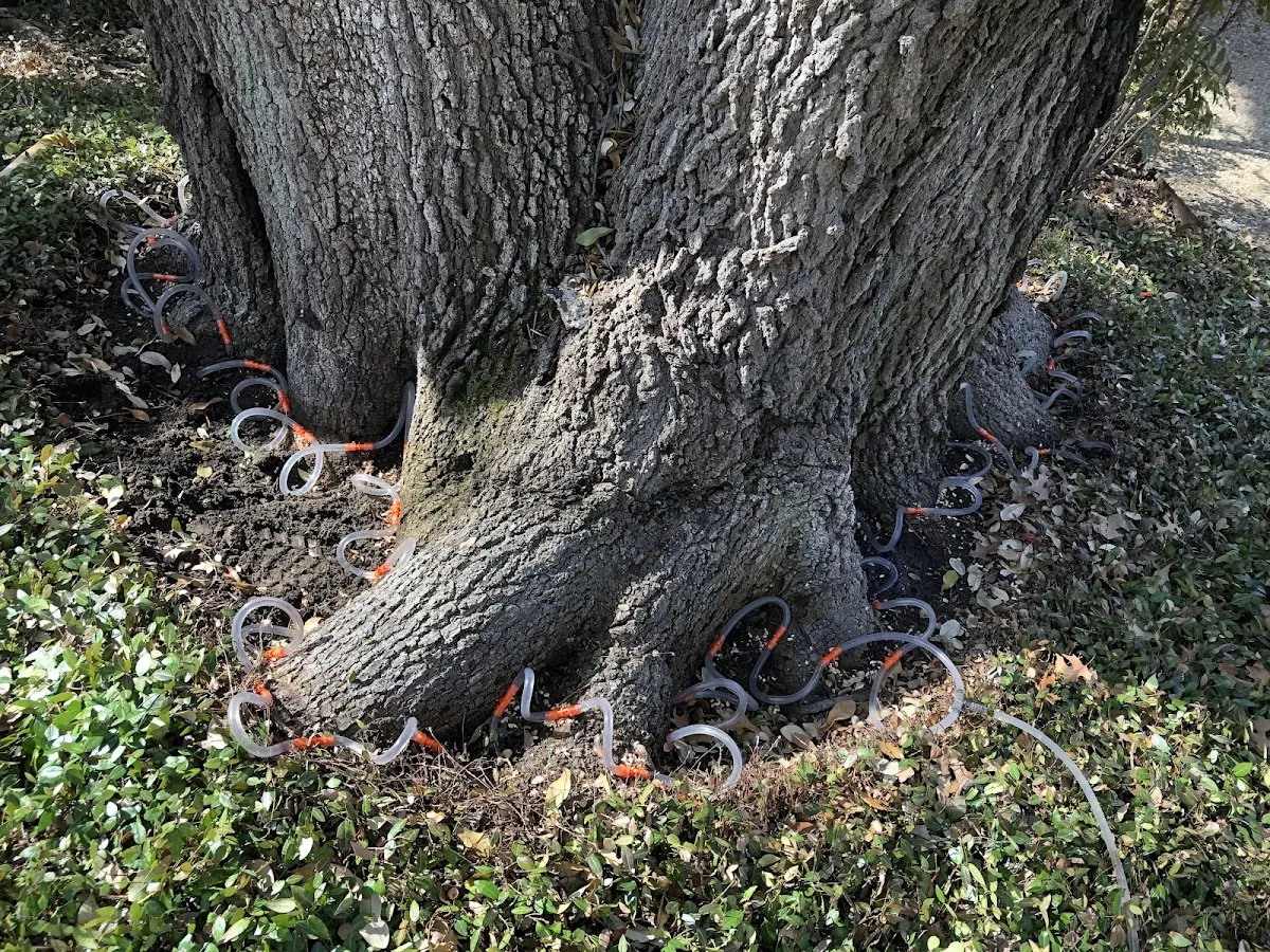 Detailed Tree Cabling and Bracing job site in Hazen