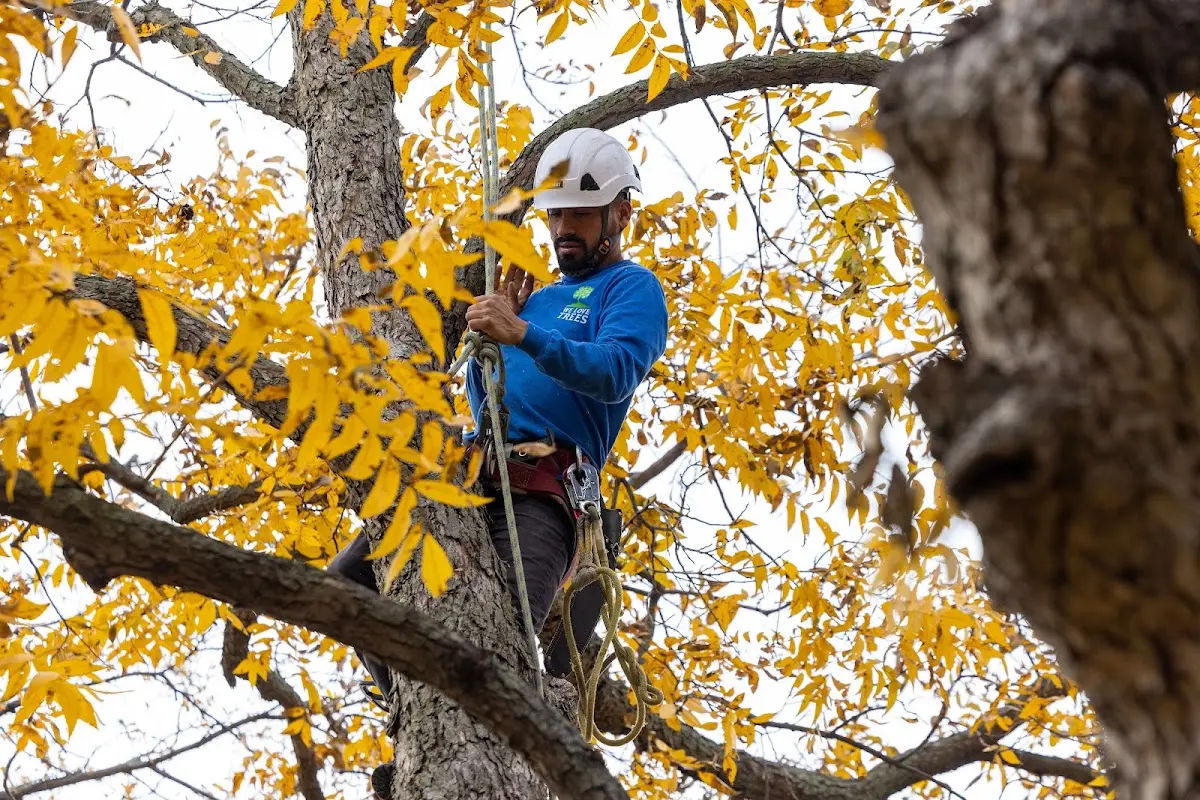 Skilled Tree Trimming crew working in Hazen
